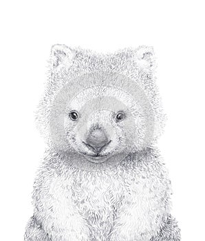 Cute Wombat. Pencil Draw. Wild Australian animal. Nursery Wall Art.