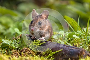 Cute Wood mouse peeking