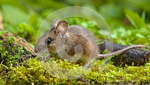 Cute Wood mouse walking on forest floor