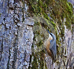 Cute wood nuthatch bird on old tree trunk