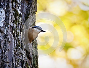 Cute wood nuthatch bird perched from old trunk