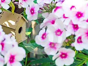 Cute wooden toy bird house in the blooming white pink phlox flowers against the green background