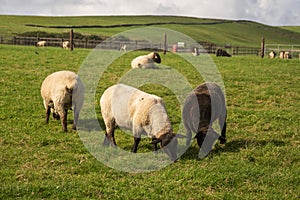 Cute wool sheep on a green grass field. Warm sunny day. Open farm. Agriculture and farming industry