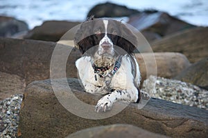 A cute working type english springer spaniel pet gundog on a rock at the beach