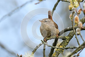 A cute Wren, Troglodytes, perching on a branch of a pussy willow tree in spring.