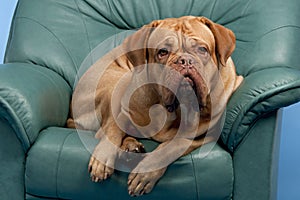 Cute wrinkled dog on arm-chair