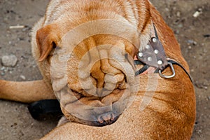 Cute wrinkly dog