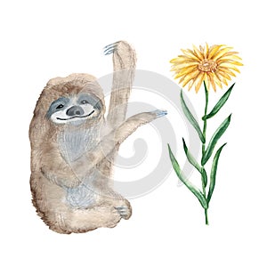 Cute xenarthra and xanthima flower isolated on white background. Watercolor hand drawn illustration. Perfect for cards