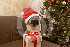 Cute Xmas pug dog in red santa claus hat with gift on christmas tree background.