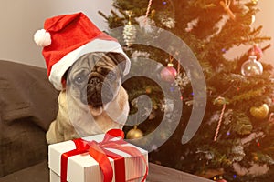 Cute Xmas pug dog in red santa claus hat with gift on christmas tree background.