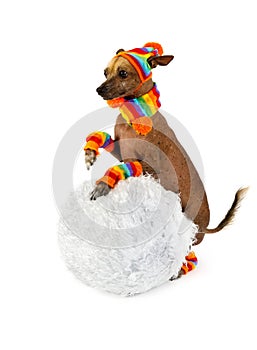Cute Xoloitzcuintli dog rolls a snowball isolated on white background