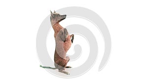 Cute Xoloitzcuintli dog standing up on its hind legs