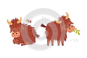 Cute Yak Character with Dense Fur and Horns Chewing Grass and Sleeping Vector Set