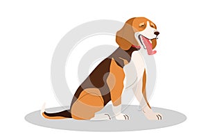 Cute yawning sleepy dog. Purebread beagle sitting and yawning. photo