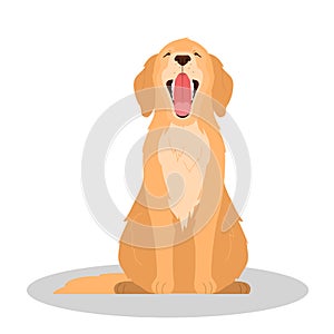 Cute yawning sleepy dog. Purebread golden retriver sitting. Funny photo