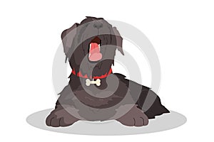 Cute yawning sleepy dog. Purebread schnauzer lying. Funny domestic photo