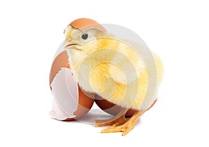 Cute yellow baby chick with egg