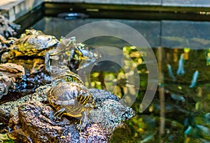 Cute yellow bellied slider turtle sitting on a rock at the water side, popular reptile pet from America