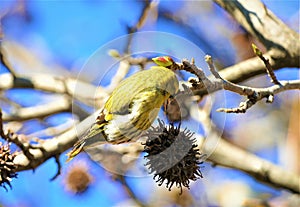Cute yellow bird singing on the branch