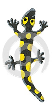 Cute yellow and black salamander climbs