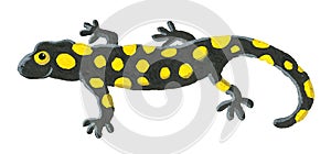 Cute yellow and black spotted salamander