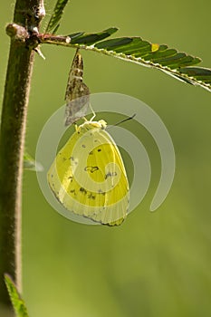 Cute yellow butterflies