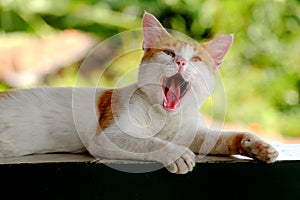 Cute yellow cat yawning