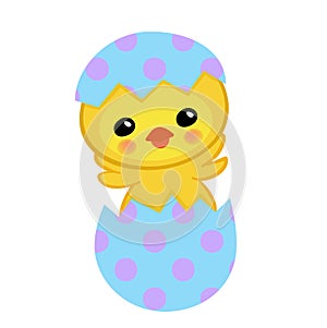 Cute yellow chick hatched from an egg. Happy Easter.