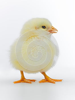 Cute yellow chick with open beack on white background