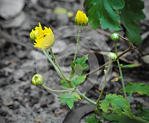 Cute Yellow Chrysanthemum Flowers Baby buds