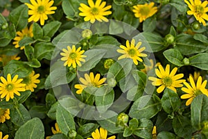 Cute yellow creeping zinnias flowers