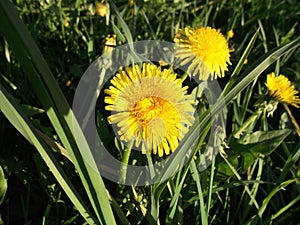 cute yellow dandelions