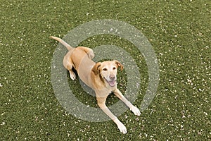 Cute yellow dog standing on grass. Green background.