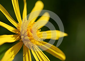 Cute yellow doronicum flower macro shot