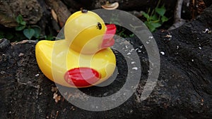 Cute yellow duck on the ground with selected focus