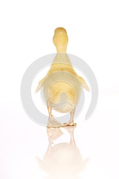 Cute yellow duckling