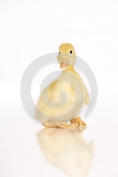 Cute yellow duckling sitting