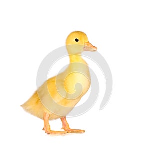 Cute yellow duckling photo