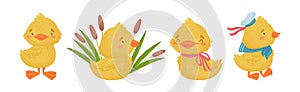 Cute Yellow Duckling with Wing and Feathers Vector Set