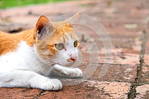 Cute yellow eyed cat waiting for someone