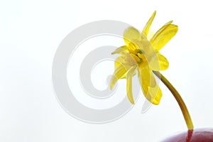 Cute yellow flower in a red ceramic vase on white background