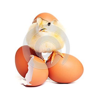 Lindo esponjoso polluelo huevos 