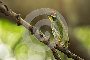 Cute yellow green bird, Coppersmith barbet sitting on tree branch with beautiful Bokeh