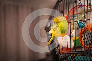 A cute yellow and green budgerigar parakeet asleep on a cuttlefish protruding from inside her cage in side a living room
