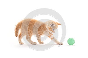 Cute yellow kitten with green ball on white