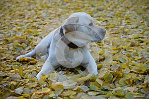 Cute yellow labrador dog