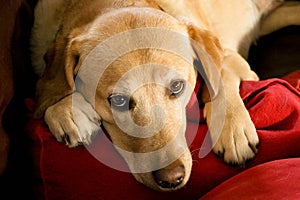 a cute yellow labrador lies on the couch and looks tired at the camera