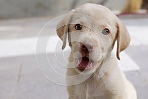 Cute yellow labrador puppy portrait looking someone