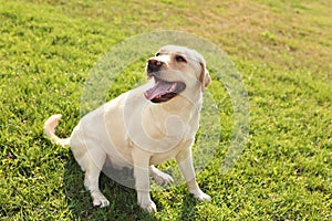 Cute yellow labrador retriever outdoors