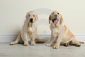 Cute yellow labrador retriever puppies on floor